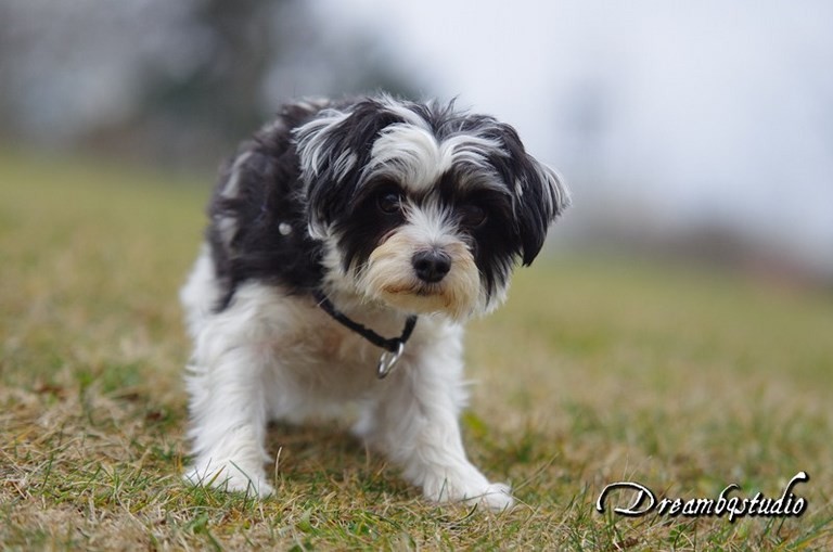 croisé yorkshirebichon 22