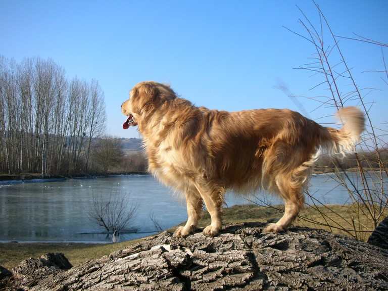 Bakou, chien visiteur près de son élément favori, l'eau
