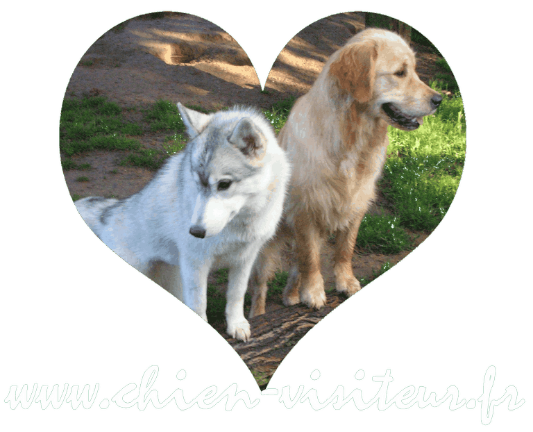 coeur chien visiteur