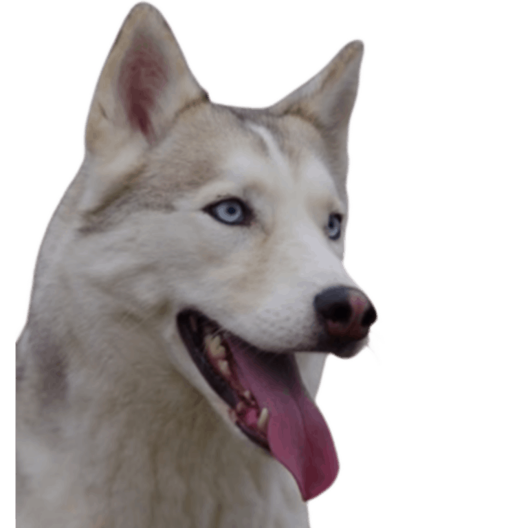 tête de chien Husky avec les yeux bleus