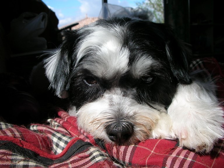 croisé yorkshirebichon 15