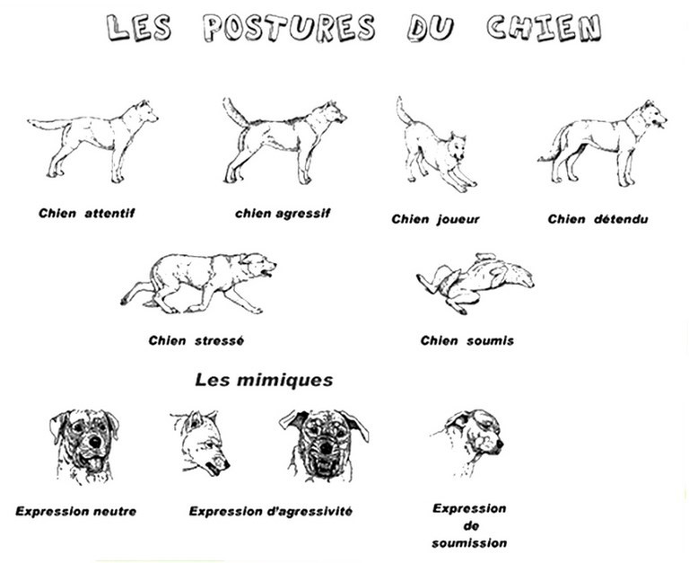 postures du chien