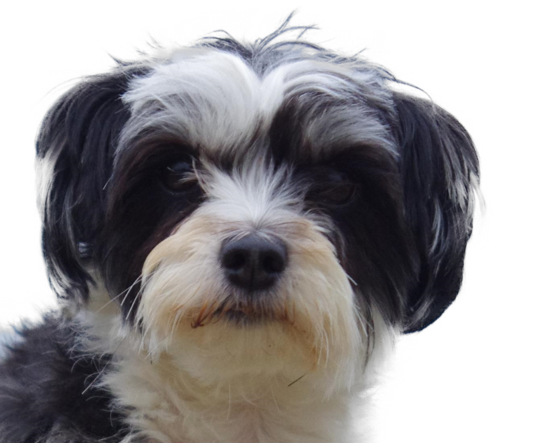 tête d'une chienne croisée d'une mère de type Yorkshire et d'un père de type bichon