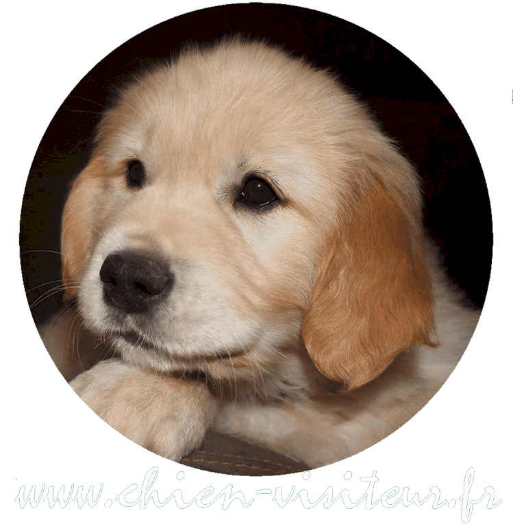 le chien visiteur , visites 2020