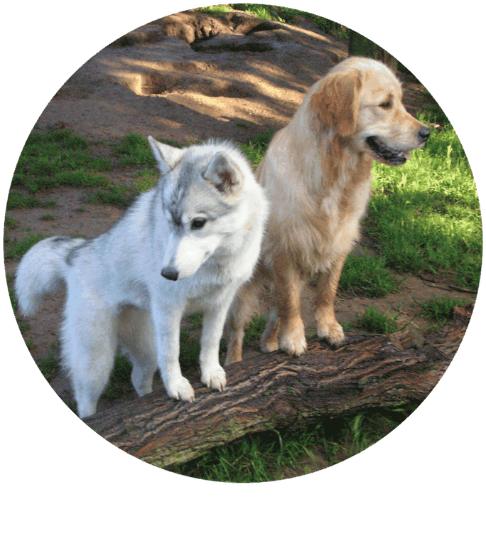 le chien visiteur , visites 2021