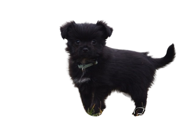 chien croisé d'une mère yorkshire de petit format et d'un père chihuahua noir à poil court.