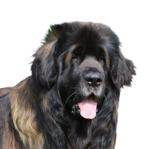 tête de chien visiteur de race Leonberg