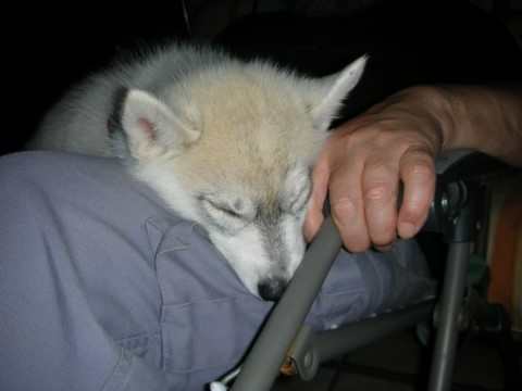 chiot husky qui dort près d'une main