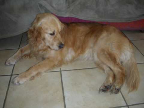 un chien visiteur, golden retiever, allongé au pied d'un canapé
