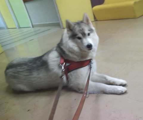 un Siberian Husky en salle d'attente