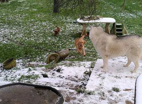 trois chiens visiteurs dans la neige