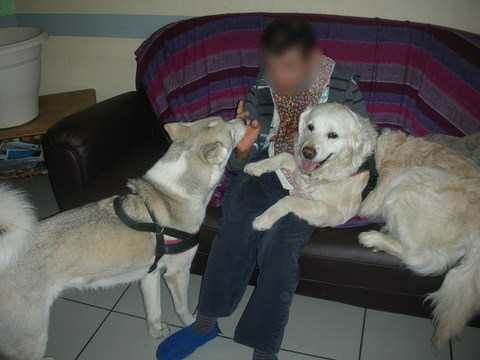 chien médiateur, Mala et Pomme en service commandé sur le canapé
