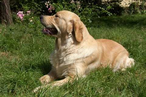 chien visiteur, Bakou golden retriever dans le jardin à un an 