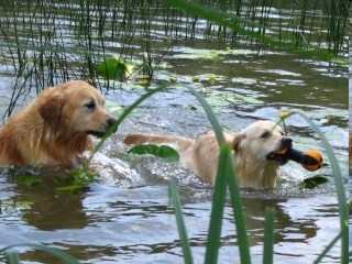 chien visiteur, Gégène et Mala à l'eau 