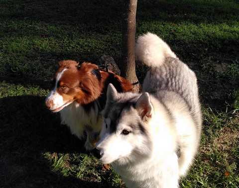 2 chiens visiteurs attachés a un arbre
