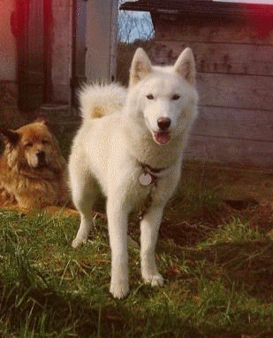 chien de race Husky sibérien