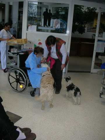 chien visiteur à l'hôpital