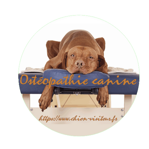 chien couché sur une table d'osthéopathe