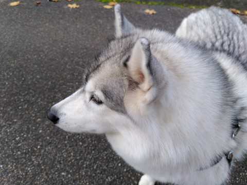 tête de siberian husky, chien visiteur
