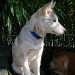 jeune chien siberian-husky 1008