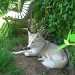 siberian-husky au jardin avec sa copine 1201