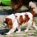 Cavalier-King-Charles 180616