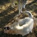 Trois chiens, 2 husky et 1 golden retriever, jouent ensemble sur un terrain herbeux.  Les chiens sont en pleine action,  se battant et se roulant sur le sol.