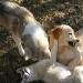 trois chiens jouent, un golden retriever et deux husky. Ils se chamaillent joyeusement, en se mordant et en se tirant les pattes. L'atmosphère est amicale