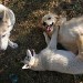3 chiens qui jouent ensemble sur un sol herbeux. 2 chiens sont allongés par terre, l'un est un husky et l'autre un golden retriever. Le 3ème chien est à côté