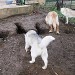 2 husky et 1 golden retriever, sont en train d'explorer des trous. 2 chiens sont concentrés sur des trous dans le sol, alors qu'un 3ème se tient plus loin
