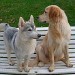 Un husky et un golden retriever, sont assis côte à côte sur un banc blanc dans un jardin, à l'extérieur. Leur posture et leur regard sont calmes et attentifs.