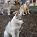Un husky gris, un golden retriever et un autre husky sont assis dans un jardin dont le sol est composé de terre . Les chiens semblent se détendre et en attente.