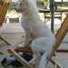 chiot husky sur une chaise