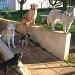 5 chiens de races différentes sur une terrasse. 2 husky, 1 golden retriever, 1 petit chien noir et 1 petit chien noir et blanc sont sur une terrasse extérieure