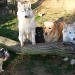 .Chiens regroupés autour de la souche d'arbre. Deux Husky sibérien blanc, un Golden Retriever doré, un petit chien croisé noir et blanc. L'atmosphère est calme