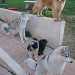 5 chiens de races différentes, sur une terrasse. 2 husky gris, un chien noir et blanc, un golden retriever brun et un chien noir. moment de repos, d'observation