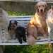 5 chiennes sur un banc