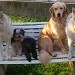 5 chiens assis à l'aise sur une banquette en extérieur, chacun ayant une posture décontractée. Leurs expressions sont paisibles, leurs postures sont calmes.