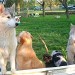 5 chiens, dont 2 Husky sibérien, 1 Golden Retriever, 2 petit chiens croisés, regroupés, assis ou debout, dans une pelouse verte. En arrière-plan des arbres 