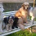 5 chiens sont disposés de manière à ce qu'ils occupent toute la longueur d’un banc, avec un léger chevauchement entre certains d'entre eux.  Ils sont détendus
