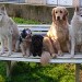 5 chiens sont assis sur une banquette blanche. 2 husky et 1 golden retriever sont assis à l'extrémité de la banquette et deux petits chiens sont assis entre eux