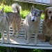 3 chiens, 2 Husky, 1 Golden Retriever, sont assis sur une banc en plein air. Les trois chiens sont en position assise et semblent relaxés. Journée ensoleillée.