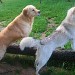 l'image présente deux chiens. Un golden retriever (à gauche) et un husky, placés de chaque côté d'un tronc d'arbre couché dans un jardin avec une pelouse verte.