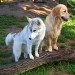 1 husky et 1 golden retriever, sont debout sur un tronc d'arbre, leurs regards est orientés vers l'avant, avec les oreilles dressées. L'atmosphère est paisible.