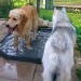 2 chiens, un golden retriever et un husky. Les deux chiens se tiennent debout dans l'eau, les pattes trempées.s dans un bac rempli d'eau, sur une terrasse.
