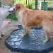 Deux chiens se tiennent sur un bac à eau au sol entre eux. Le husky est à gauche et le golden retriever est à droite. L'ambiance est calme et décontractée.
