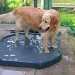 bain de pieds d'un chien visiteur