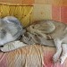 2 chiens Husky, au pelage gris et blanc, reposant sur un canapé en tissu avec une couverture . Leurs poses sont décontractées. L'ambiance est calme et détendue