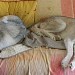 Deux chiens husky, gris et blanc, allongés sur un canapé de couleur pastel. Ils ont une posture détendue et sont placés en diagonale, l'un derrière l'autre. 