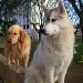 Deux chiens, un husky, gris-blanc, et un golden retriever, brun doré,  assis côte à côte sur un mur. L'arrière-plan est composé de bâtiments et d'arbres.